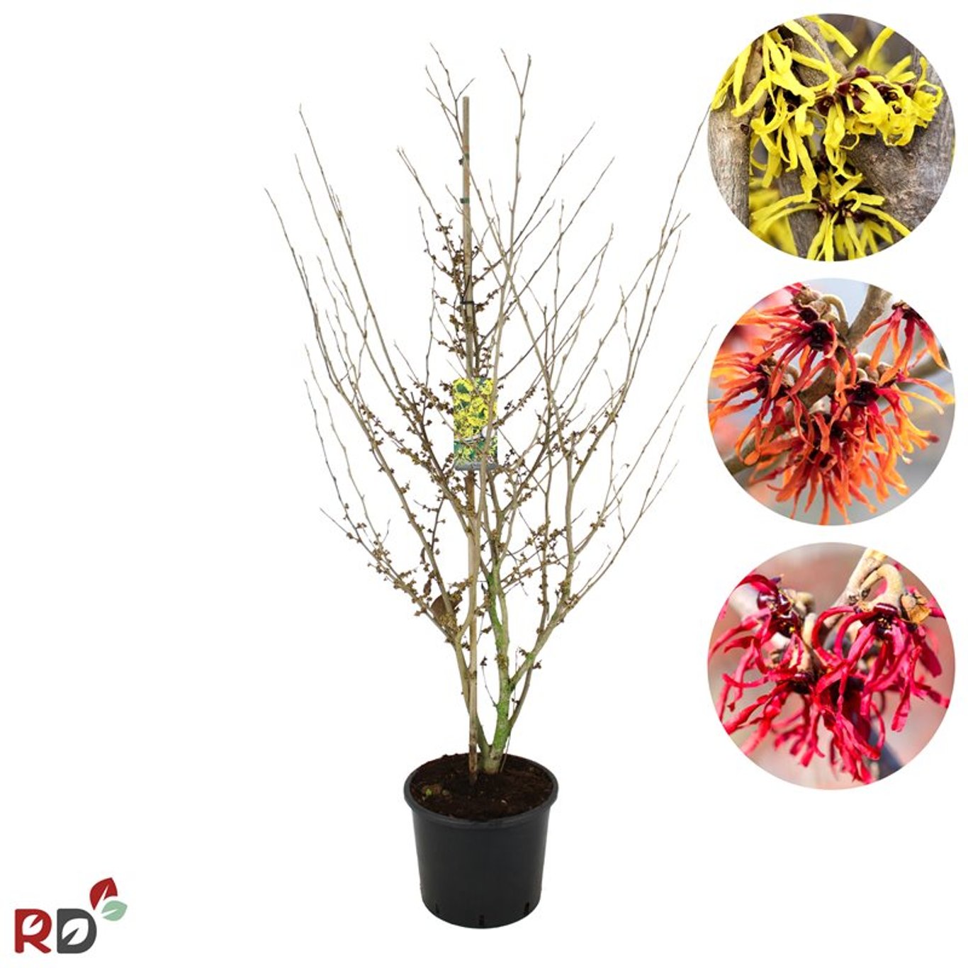 Hamamelis int. 'Westerstede' - C15 150-175 CM